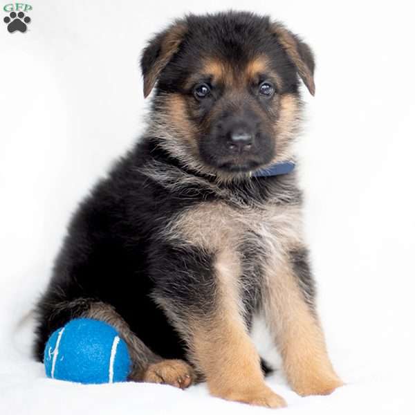 Jackson, German Shepherd Puppy